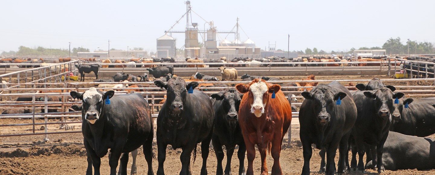 Feedlot Steers
